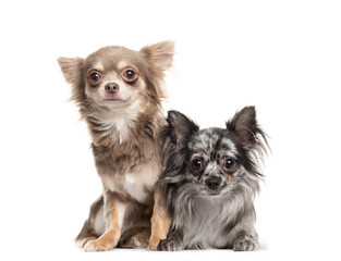 Portrait of a Chihuahua Dog lying down in front, cut out