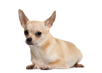Portrait of a Chihuahua Dog lying down in front, cut out