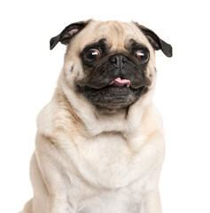 Fototapeta premium Close-up of a panting Pug, Dog, cut out