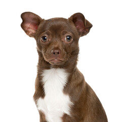 Obraz premium Close-up of a Chihuahua Dog, cut out