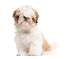 shih tzu Dog sitting in front of white background