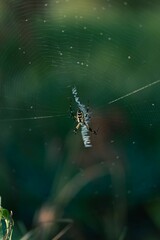 Close-up of a spider perched in its web