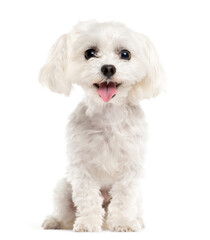 Mixed-breed Dog sitting and looking the camera, Dog, pet, studio photography, cut out