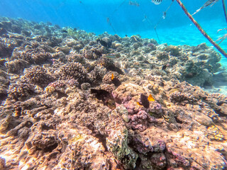 Shoal of differend kinds of the fish -  sailfin tang, Longnose Parrotfish, Picasso trigger, Birdmouth wrasse and other tropical fish swimming at the coral reef in the Red Sea, Egypt..