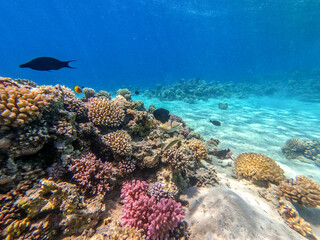 Fototapeta na wymiar Rhinecanthus assasi fish or Picasso trigger fish on his coral reef in the Red Sea, Egypt..