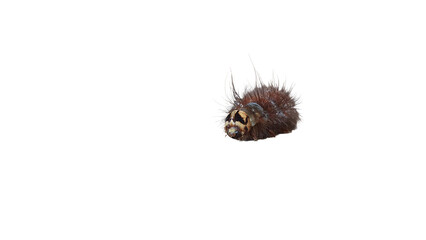 A brown caterpillar with a yellow face and black eyes.
