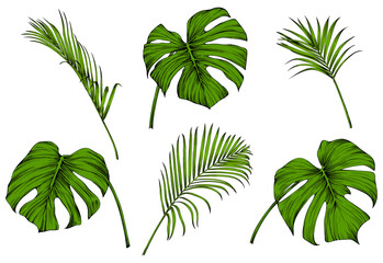 Obraz premium Tropical palm leaf set. Green engraved ink art collection. Isolated leaf illustration element on white background.