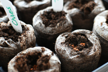 Planting seeds in peat pellets to growing herb vegetable seedlings inside for transplanting later