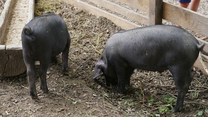 Pigs eating at organic farmhouse, rural setting, agriculture life