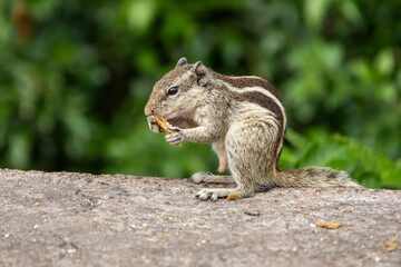 Naklejka na ściany i meble Indian gray squirrel eating peanuts calmly in a natural environment with a lot of green