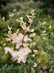 close-up of a wild plant with white flowers in nature on a summer day with natural vegetation in the background
