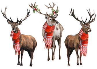 watercolor christmas deer illustrations