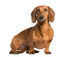 Mixed-breed Dog sitting and looking the camera, Dog, pet, studio photography, cut out