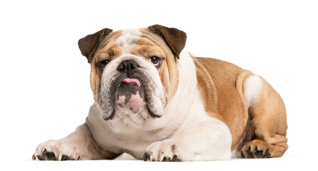 Mixed-breed Dog lying down, Dog, pet, studio photography, cut out