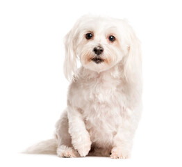 Mixed-breed Dog sitting and looking the camera, Dog, pet, studio photography, cut out