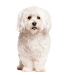 Mixed-breed Dog standing in front of the camera, Dog, pet, studio photography, cut out