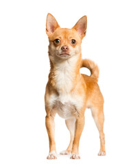 Obraz premium Mixed-breed Dog standing in front of the camera, Dog, pet, studio photography, cut out