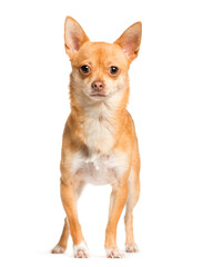 Mixed-breed Dog standing in front of the camera, Dog, pet, studio photography, cut out
