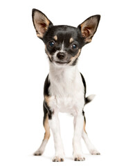 Mixed-breed Dog standing in front of the camera, Dog, pet, studio photography, cut out