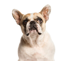 Close-up of a French Bulldog, Dog, pet, studio photography, cut out