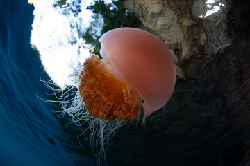 Fototapete bei efototapeten.de bestellen   