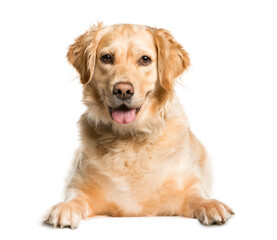 Close-up of a Mixed-breed Dog, Dog, pet, studio photography, cut out
