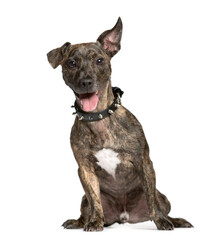 Mixed-breed Dog sitting and looking the camera, Dog, pet, studio photography, cut out