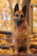 German Shepherd Autumn
