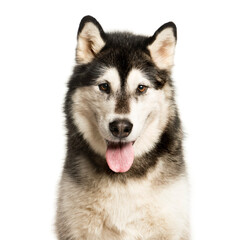 Close-up of a Mixed-breed Dog panting, Dog, pet, studio photography, cut out