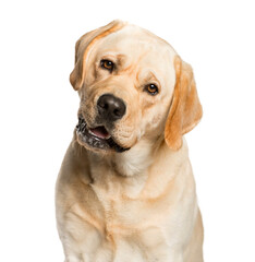 Close-up of a Mixed-breed Dog Looking at the camera, Dog, pet, studio photography, cut out
