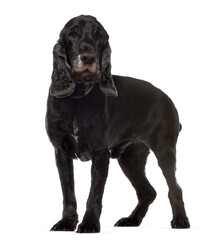 Naklejka premium Mixed breed dog standing, cut out