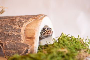 Gecko in studio in nature imitating surroundings