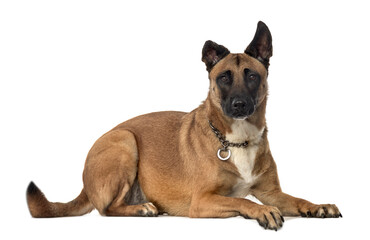 Obraz premium Mixed breed dog lying, cut out