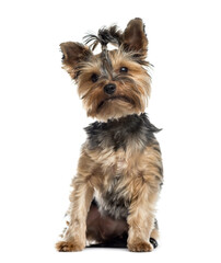 Sitting Yorkshire terrier dog, Isolated