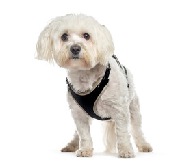 Maltese dog standing, cut out