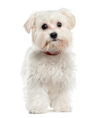 Maltese dog standing, cut out