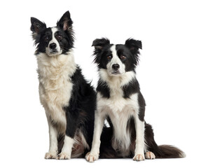 Two sitting Border collie dogs, isolated