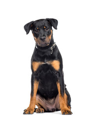 Mixed-breed Dog sitting, cut out