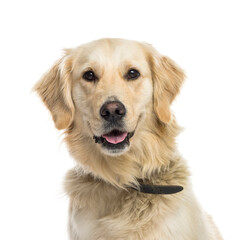 Close-up of a mixed-breed Dog panting, cut out