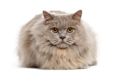 Mixed-breed Cat lying down on a white background