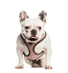 Sitting French bulldog dog standing, cut out