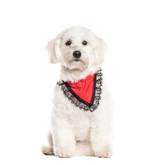 Obraz premium Sitting Coton de Tulear wearing a scarf, Dog, pet, studio photography, cut out