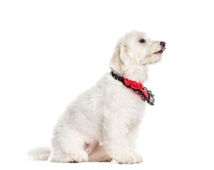 Sitting Coton de Tulear wearing a scarf, Dog, pet, studio photography, cut out