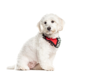 Sitting Coton de Tulear wearing a scarf, Dog, pet, studio photography, cut out