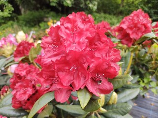Rhododendron 'Busuki'