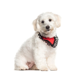 Sitting Coton de Tulear wearing a scarf, Dog, pet, studio photography, cut out