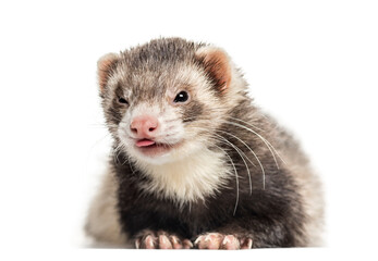 Ferret on white background, studio photography