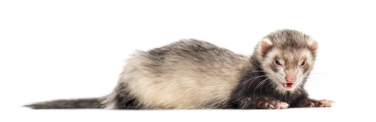 Ferret on white background, studio photography