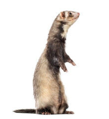 Ferret on white background, studio photography