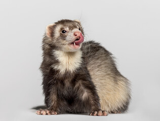 Ferret on white background, studio photography